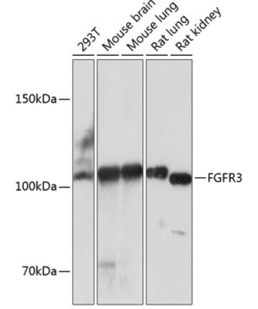 FGFR3 Rabbit Monoclonal Antibody