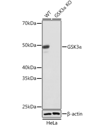 GSK3Alpha Rabbit Monoclonal Antibody [KO Validated]