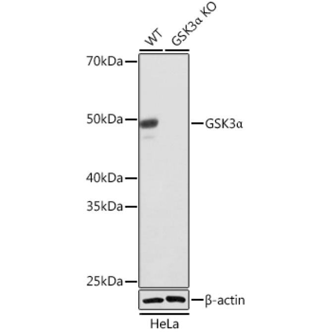 GSK3Alpha Rabbit Monoclonal Antibody [KO Validated]