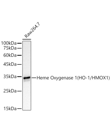 Heme Oxygenase 1 (HO-1/HMOX1) Rabbit Monoclonal Antibody [KD Validated]