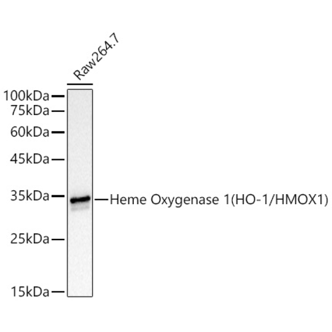 Heme Oxygenase 1 (HO-1/HMOX1) Rabbit Monoclonal Antibody [KD Validated]