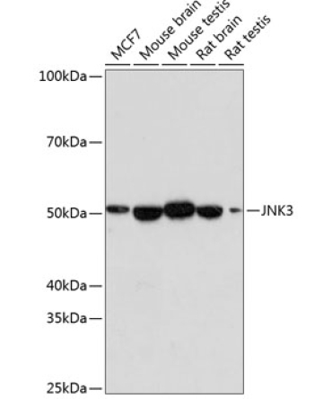 JNK3 Rabbit Monoclonal Antibody