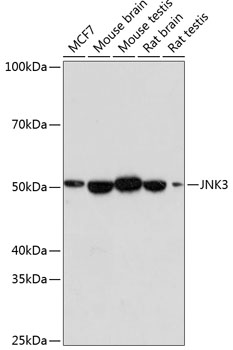 JNK3 Rabbit Monoclonal Antibody