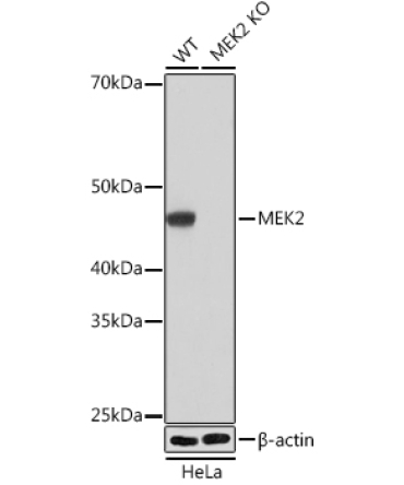 MEK2 Rabbit Monoclonal Antibody [KO Validated]