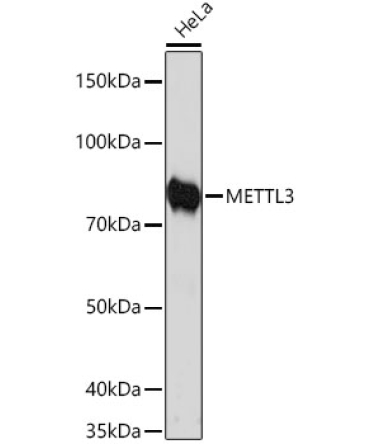 METTL3 Rabbit Monoclonal Antibody