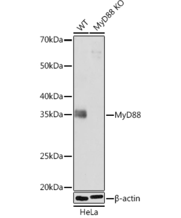 MyD88 Rabbit Monoclonal Antibody [KO Validated]