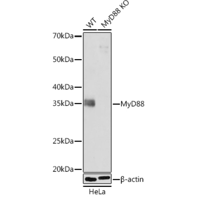 MyD88 Rabbit Monoclonal Antibody [KO Validated]