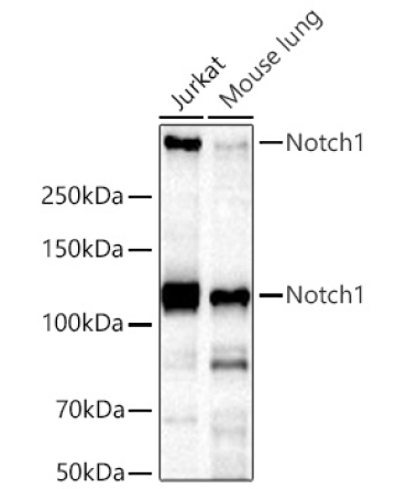 Notch1 Rabbit Monoclonal Antibody