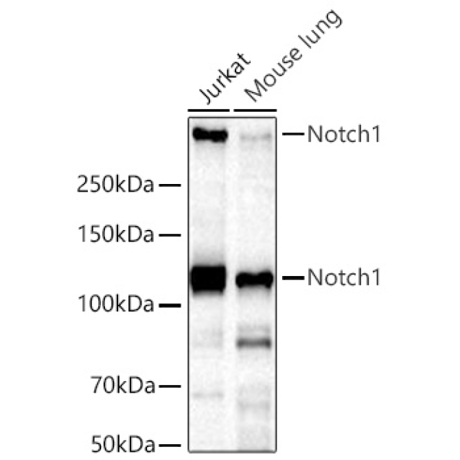 Notch1 Rabbit Monoclonal Antibody