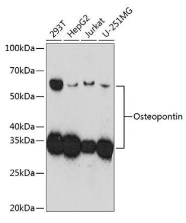Osteopontin Rabbit Monoclonal Antibody