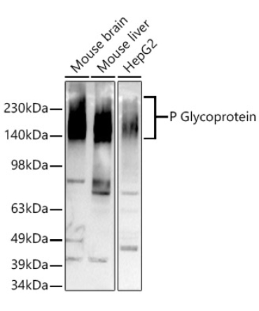 P Glycoprotein Rabbit Monoclonal Antibody