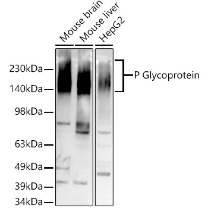 P Glycoprotein Rabbit Monoclonal Antibody