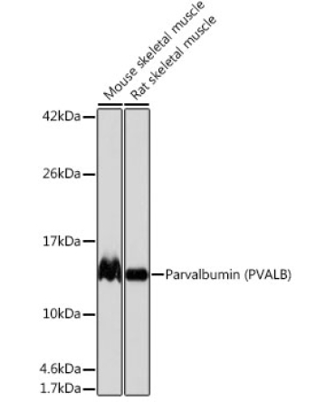 Parvalbumin/PVALB Rabbit Monoclonal Antibody