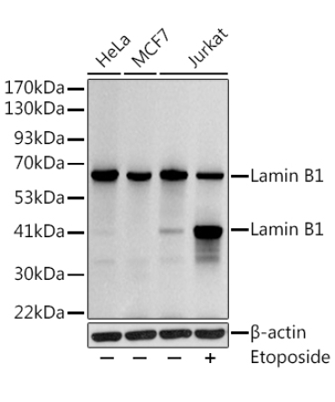 Lamin B1 Rabbit Polyclonal Antibody