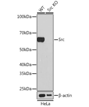 Src Rabbit Monoclonal Antibody [KO Validated]