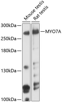 MYO7A Rabbit Polyclonal Antibody