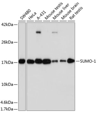 SUMO1 Rabbit Monoclonal Antibody [KO Validated]