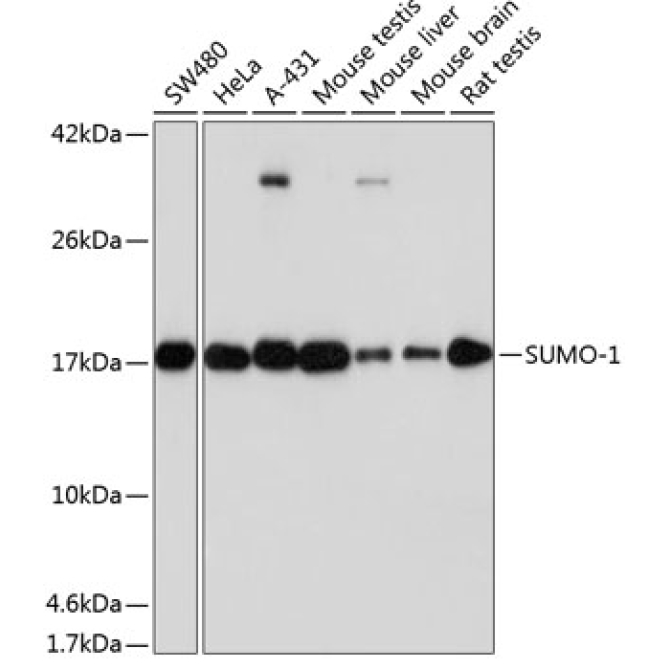SUMO1 Rabbit Monoclonal Antibody [KO Validated]