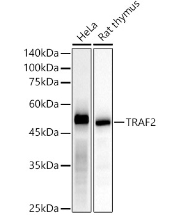 TRAF2 Rabbit Monoclonal Antibody [KD Validated]