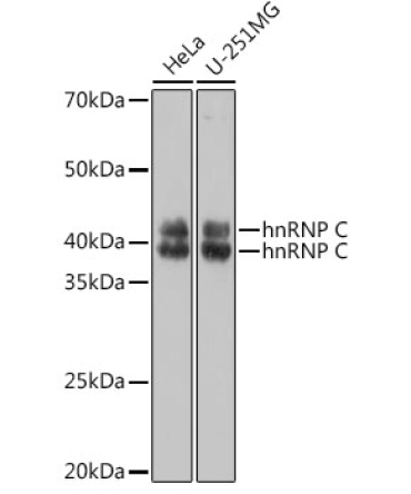 hnRNP C Rabbit Polyclonal Antibody