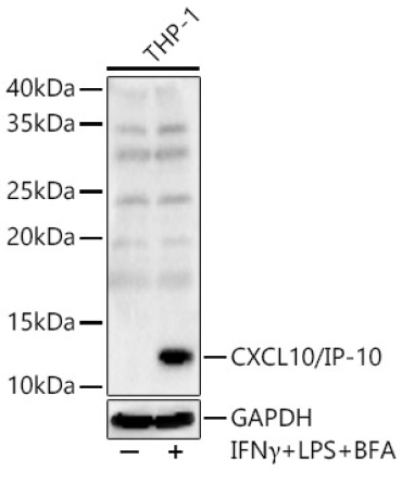CXCL10/IP-10 Rabbit Polyclonal Antibody