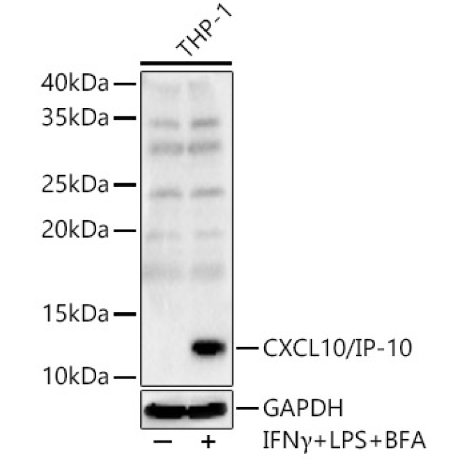 CXCL10/IP-10 Rabbit Polyclonal Antibody
