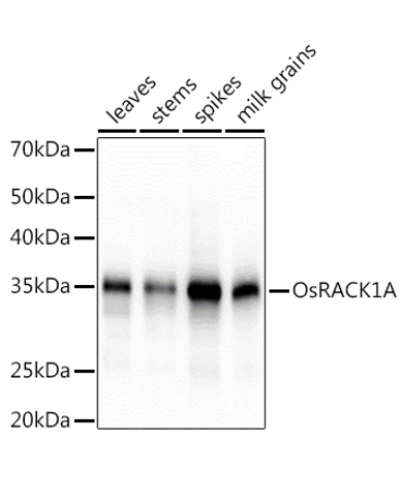OsRACK1A Rabbit Polyclonal Antibody