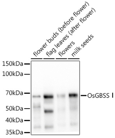 OsGBSS? Rabbit Polyclonal Antibody