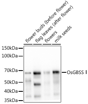OsGBSS? Rabbit Polyclonal Antibody