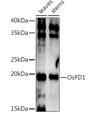OsFD1 Rabbit Polyclonal Antibody