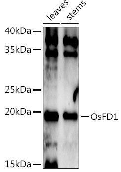 OsFD1 Rabbit Polyclonal Antibody