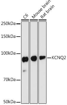 KCNQ2 Rabbit Polyclonal Antibody