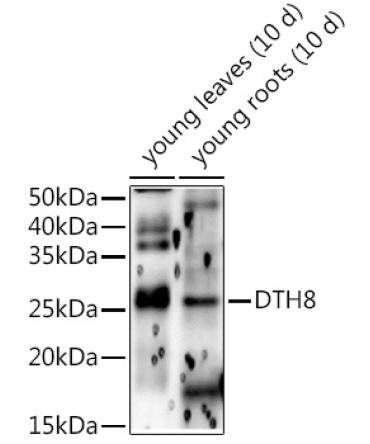 DTH8 Rabbit Polyclonal Antibody