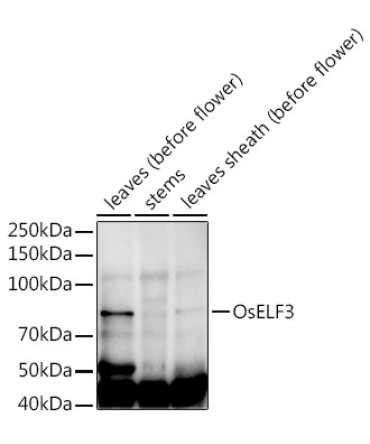 OsELF3  Rabbit Polyclonal Antibody