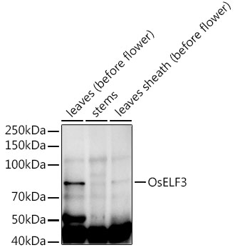 OsELF3 Rabbit Polyclonal Antibody