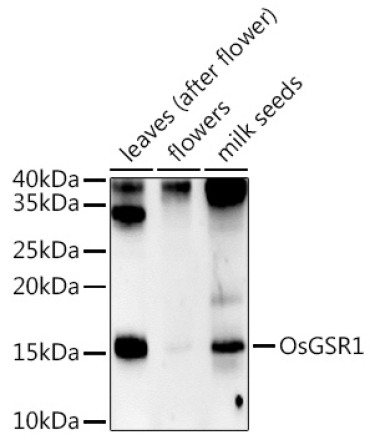 OsGSR1 Rabbit Polyclonal Antibody