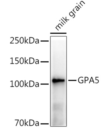 GPA5 Rabbit Polyclonal Antibody