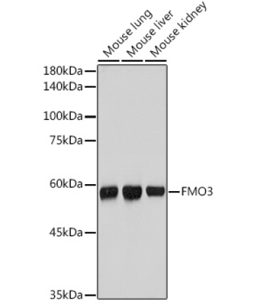 FMO3 Rabbit Monoclonal Antibody