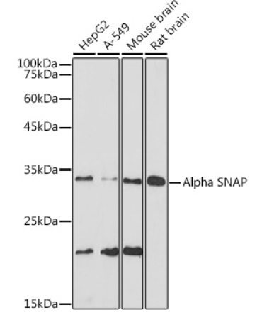 Alpha SNAP Rabbit Monoclonal Antibody