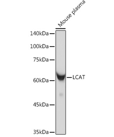 LCAT Rabbit Monoclonal Antibody