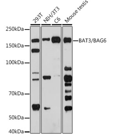 BAT3/BAG6 Rabbit Monoclonal Antibody