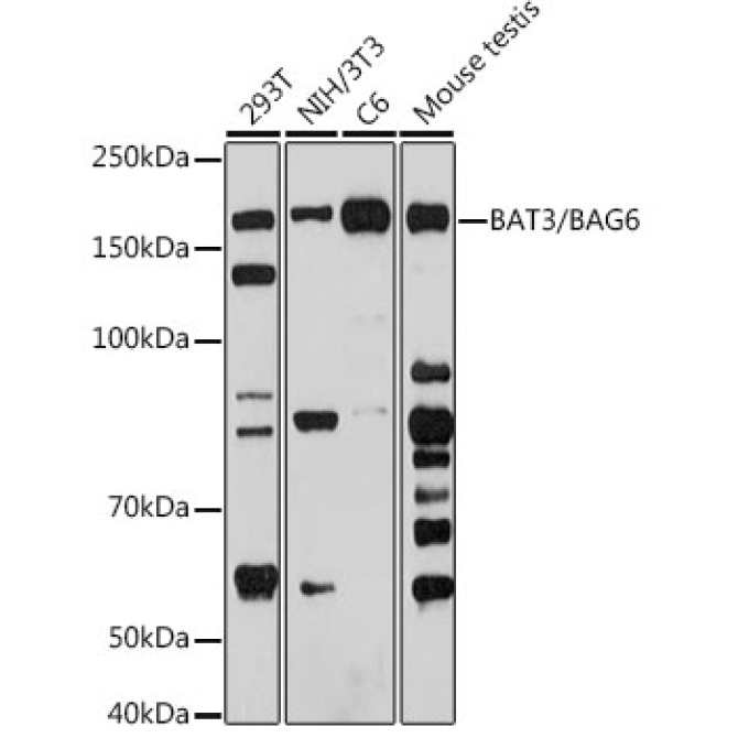 BAT3/BAG6 Rabbit Monoclonal Antibody