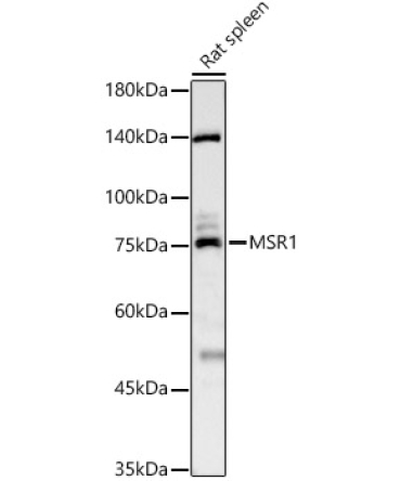 MSR1 Rabbit Polyclonal Antibody