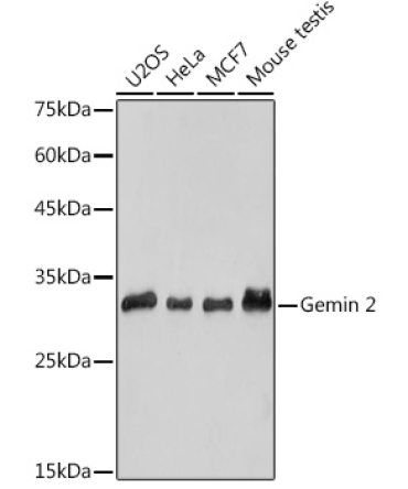 Gemin 2 Rabbit Monoclonal Antibody