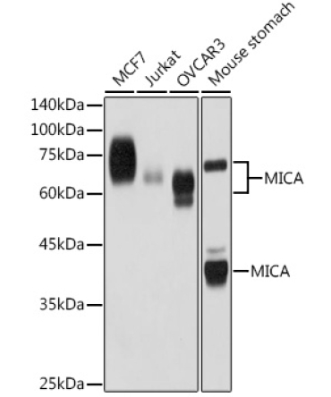 MICA Rabbit Monoclonal Antibody