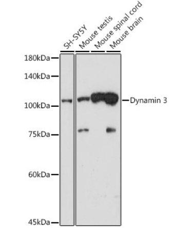 Dynamin 3 Rabbit Monoclonal Antibody