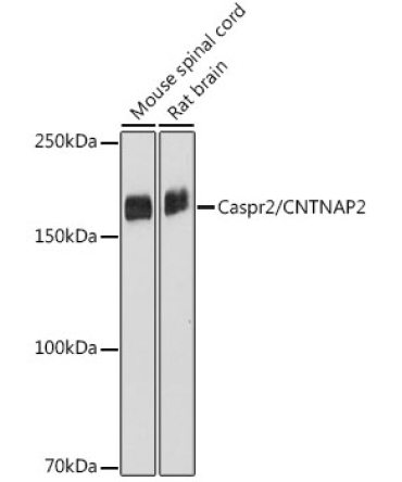 Caspr2/CNTNAP2 Rabbit Monoclonal Antibody