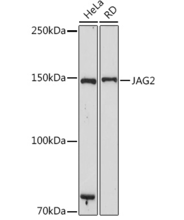 JAG2 Rabbit Monoclonal Antibody