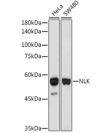 NLK Rabbit Monoclonal Antibody