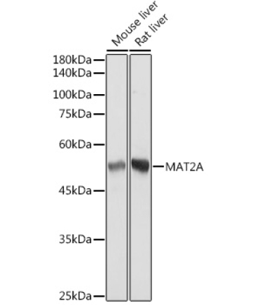 MAT2A Rabbit Monoclonal Antibody